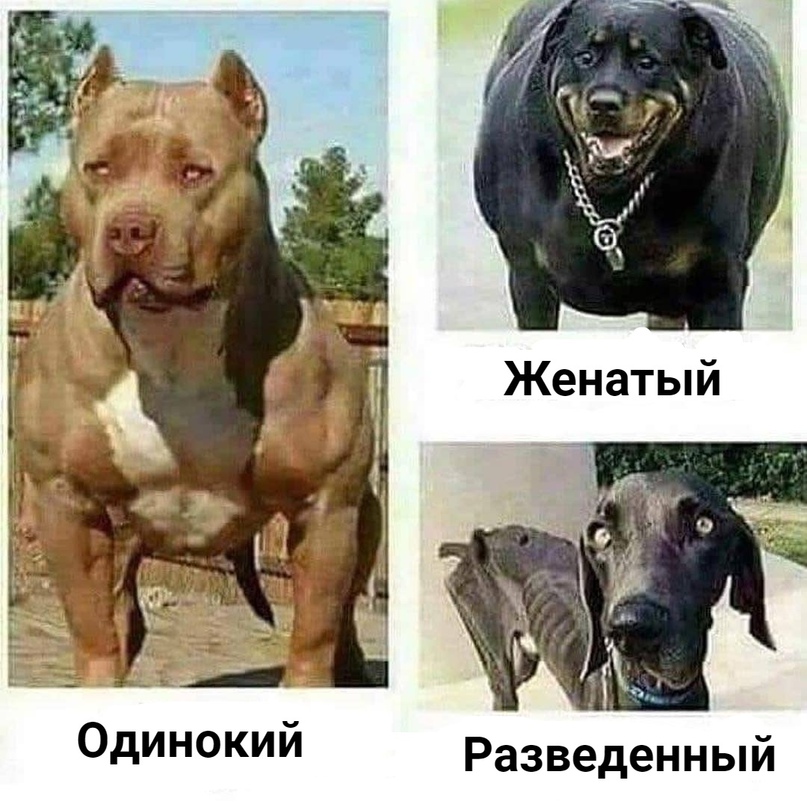 Курилка- разговоры на любые темы - Бодибилдинг форум AnabolicShops