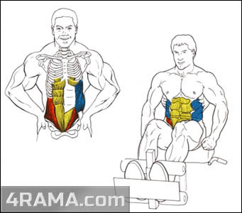 Подъемы на римском стуле - Бодибилдинг форум AnabolicShops