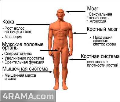 Тестостерон - Бодибилдинг форум AnabolicShops