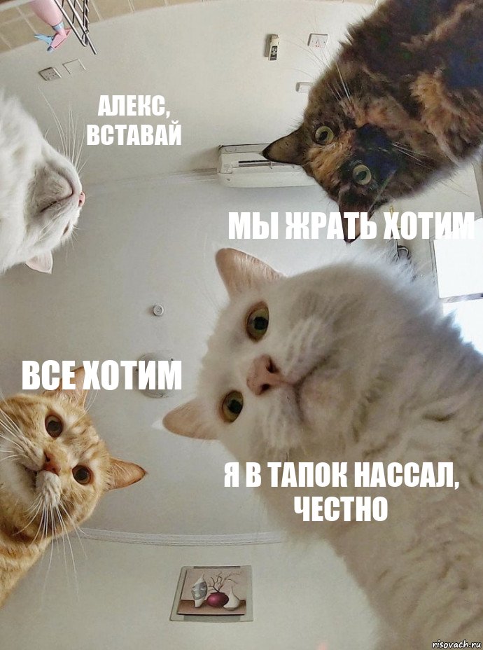 Мои домашние питомцы - Бодибилдинг форум AnabolicShops