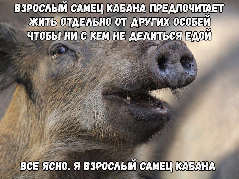 Hilma pro - Мы вернулись! и запустили Акцию! - Бодибилдинг форум AnabolicShops