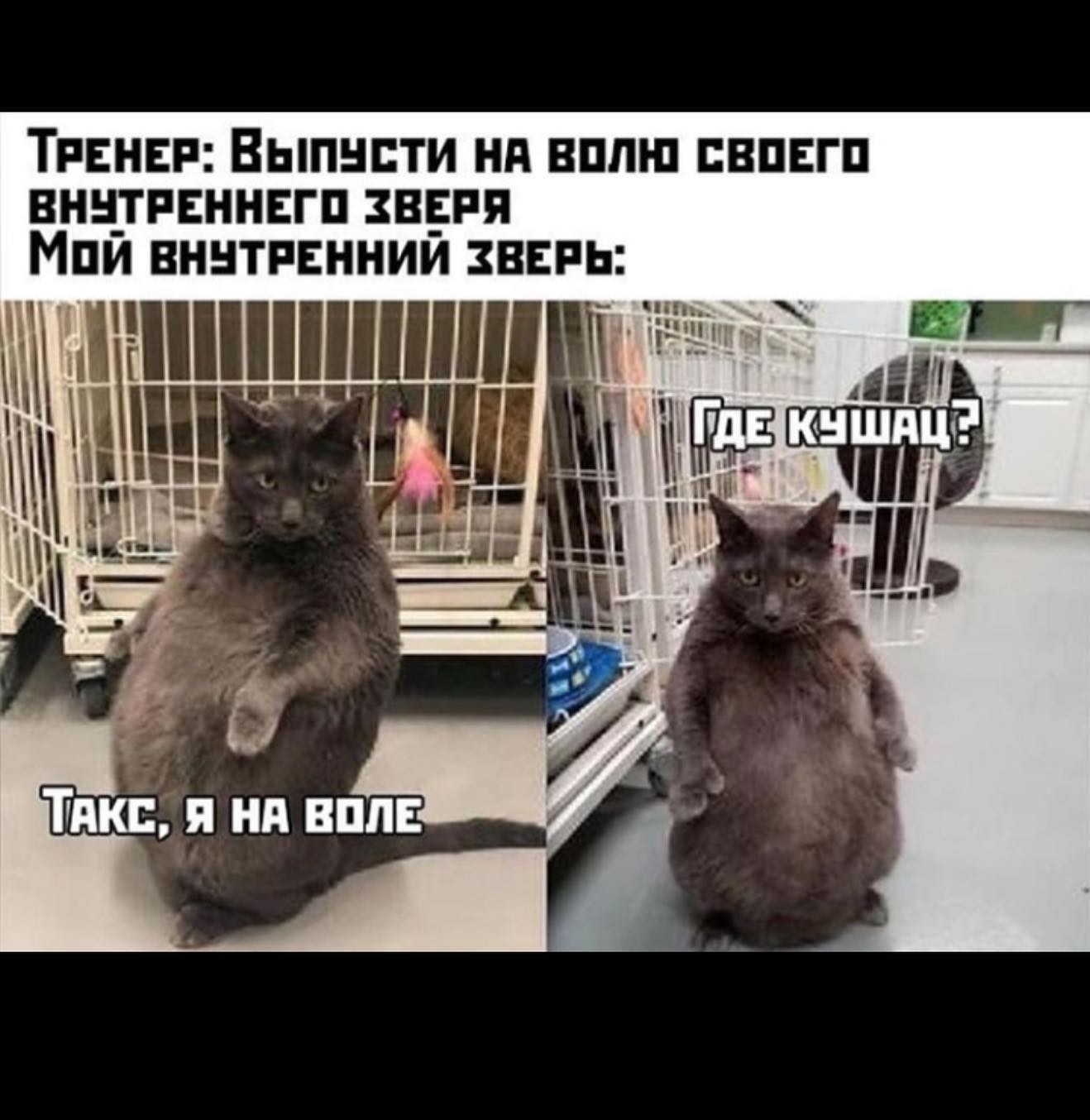 Hilma pro - Мы вернулись! и запустили Акцию! - Бодибилдинг форум AnabolicShops
