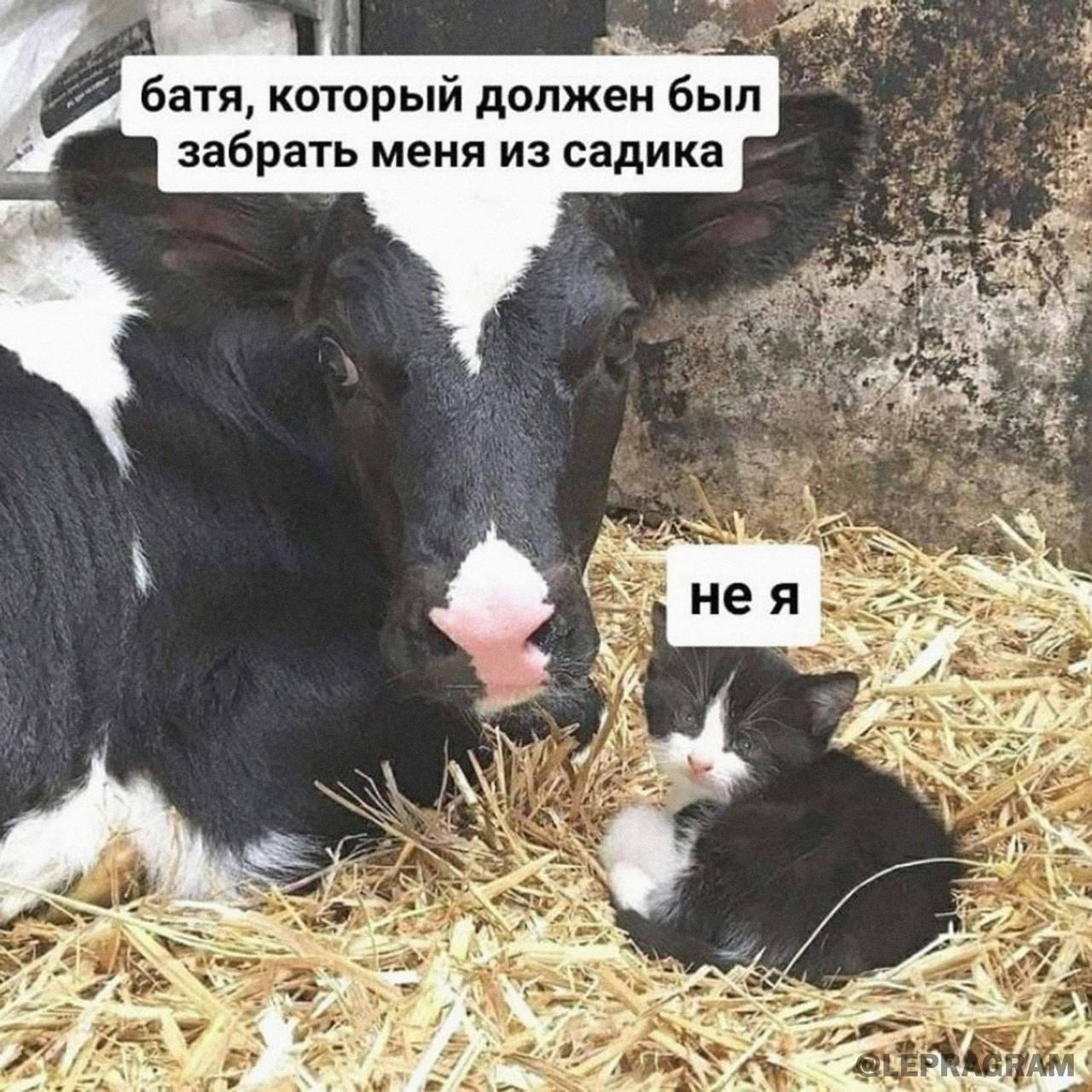 Приколюшные картинки - Бодибилдинг форум AnabolicShops