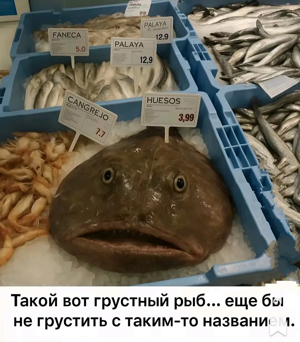 Дайджест за 05.06.2025. - Бодибилдинг форум AnabolicShops