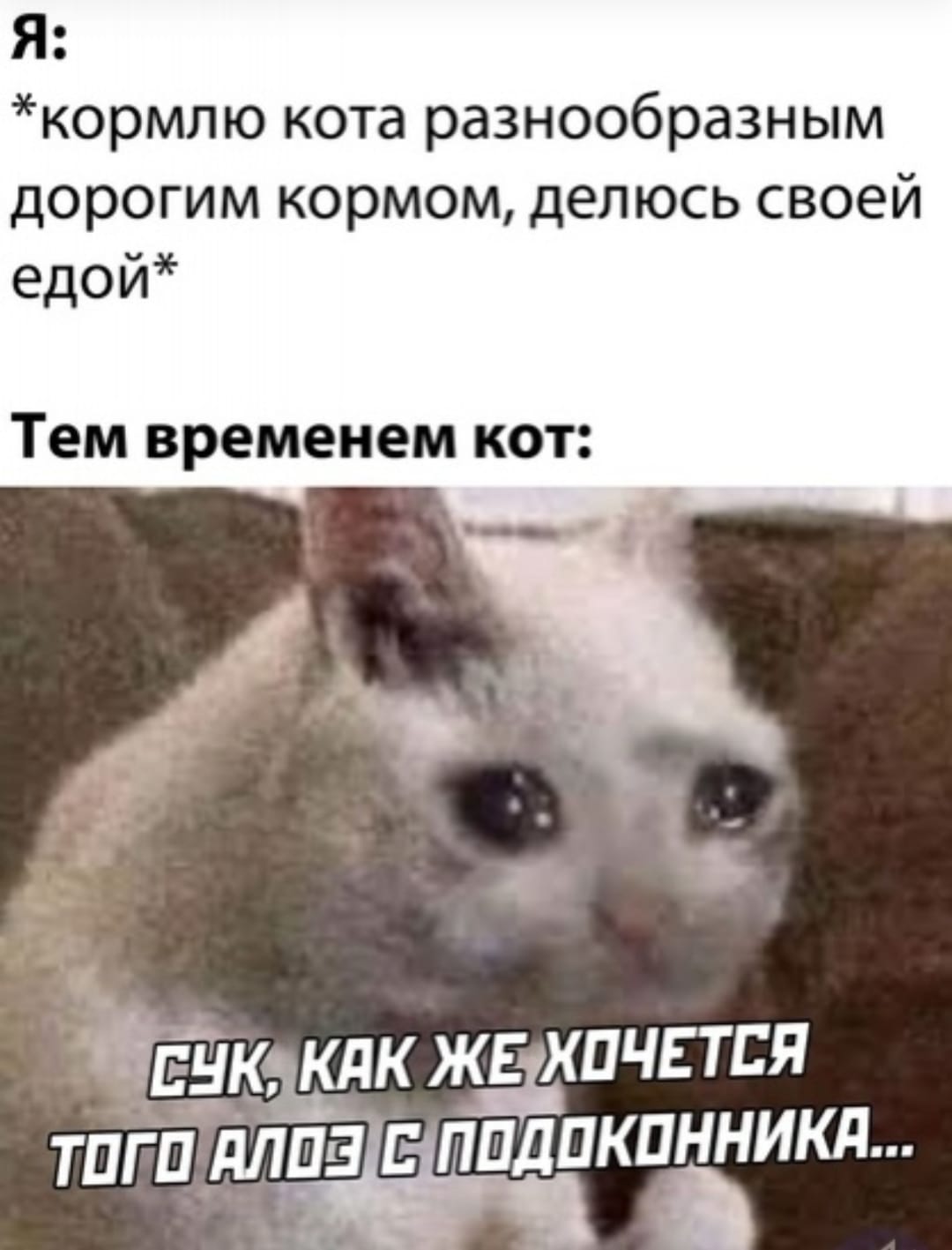 Мои домашние питомцы - Бодибилдинг форум AnabolicShops