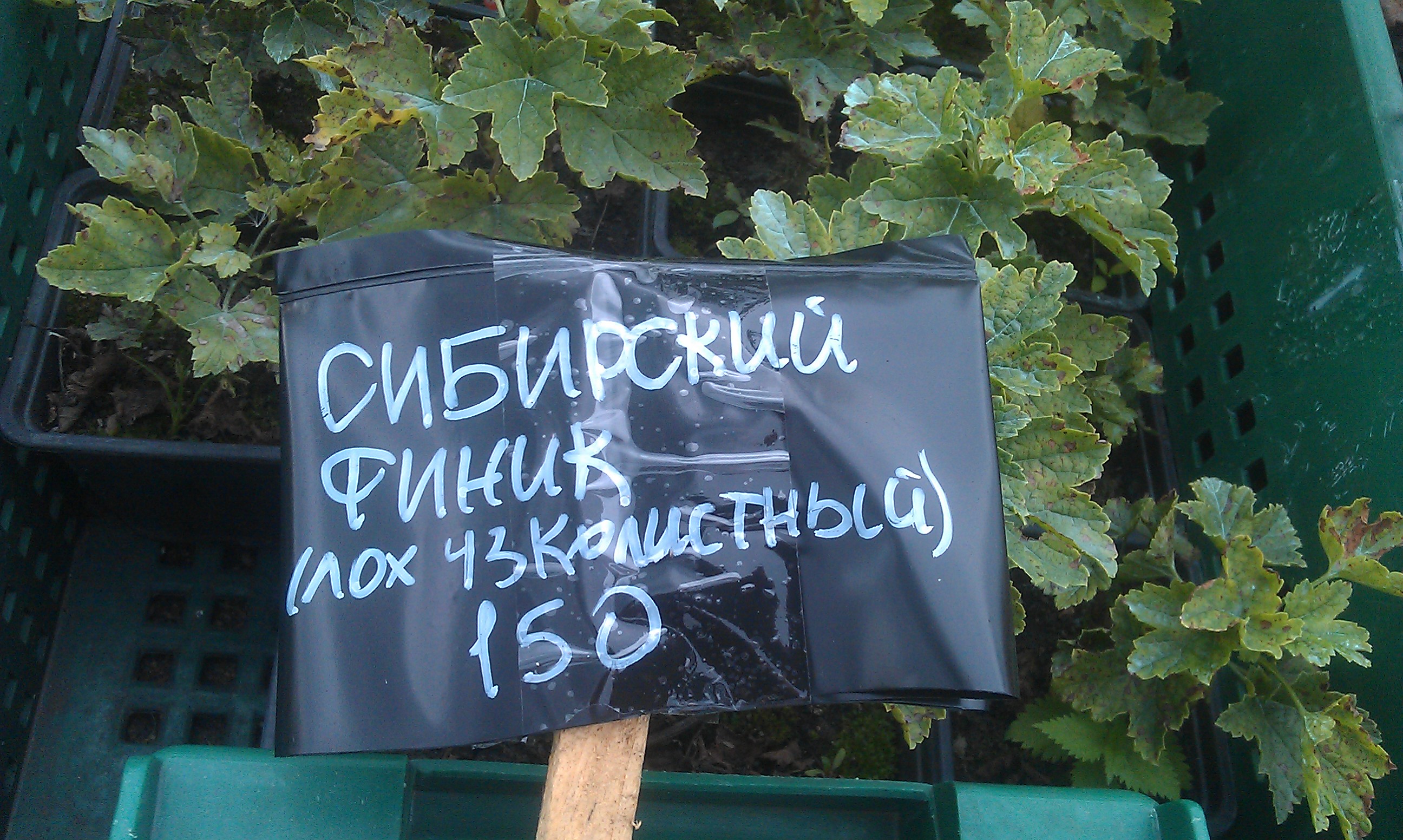 Курилка- разговоры на любые темы - Бодибилдинг форум AnabolicShops