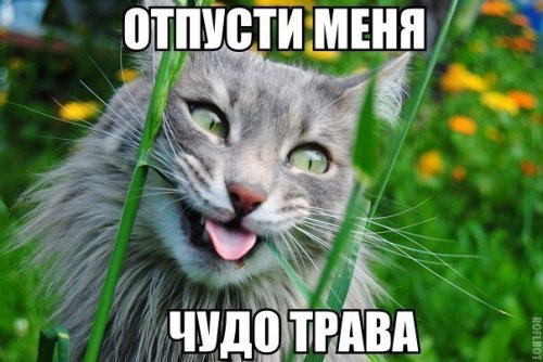 Фармакология, питание и тренировочный процесс - Бодибилдинг форум AnabolicShops
