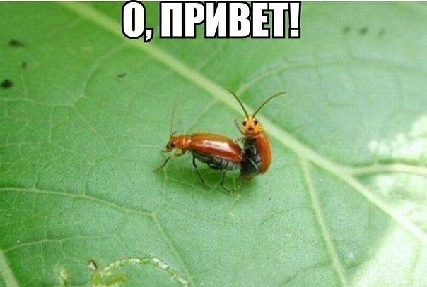 http://myopharm.net - Бодибилдинг форум AnabolicShops