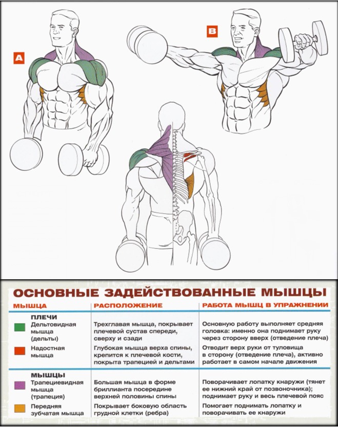 МЕТОД ТРЕНИРОВКИ ДЕЛЬТОВИДНЫХ МЫШЦ - Бодибилдинг форум AnabolicShops