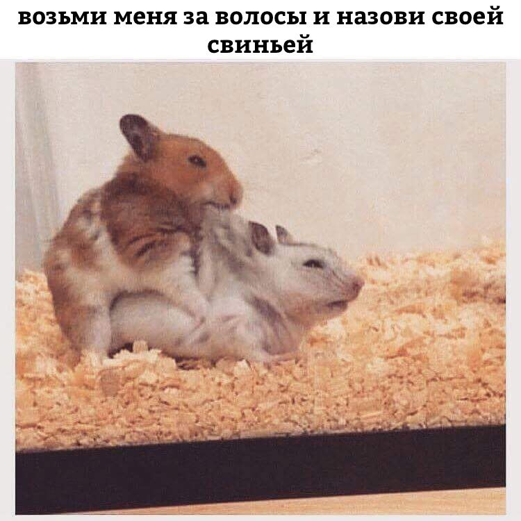 Анекдоты обо всем - Бодибилдинг форум AnabolicShops