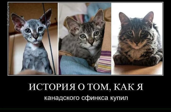 Sterostore.xyz -  Магазин низких цен. - Бодибилдинг форум AnabolicShops