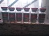 DevilsPharm.in.th - Бодибилдинг форум AnabolicShops