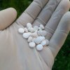 Таблеточный пресс и колбонагреватель - Бодибилдинг форум AnabolicShops