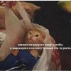 Поглаживание кошки в течение 20 минут помогает снять стресс - Бодибилдинг форум AnabolicShops