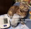 Поглаживание кошки в течение 20 минут помогает снять стресс - Бодибилдинг форум AnabolicShops