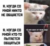 Поглаживание кошки в течение 20 минут помогает снять стресс - Бодибилдинг форум AnabolicShops