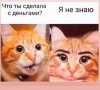 Поглаживание кошки в течение 20 минут помогает снять стресс - Бодибилдинг форум AnabolicShops