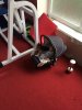 ★Isabell ★ - Бодибилдинг форум AnabolicShops