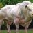 aCcBull